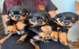 Rottweiler perros en venta: ROTTWEILER macho y hembra - Imagen 8