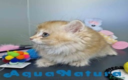 Británico de Pelo Largo gatos en venta:  British Longhair Macho 4517 AQUANATURA - Imagen 4