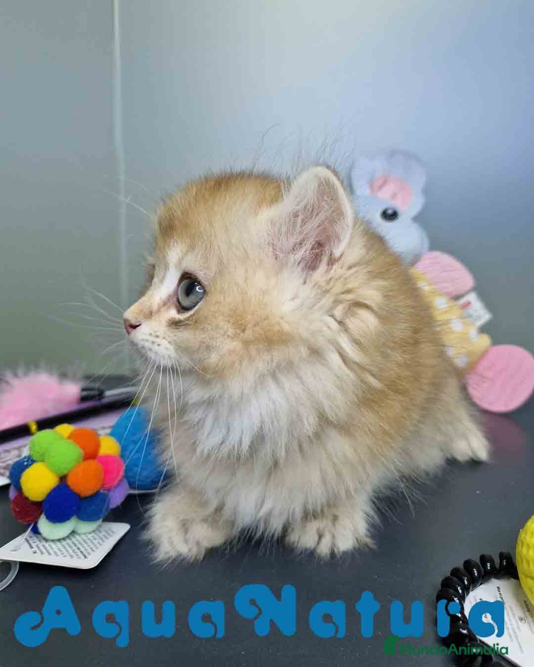 Británico de Pelo Largo gatos en venta:  British Longhair Macho 4517 AQUANATURA - Imagen 4