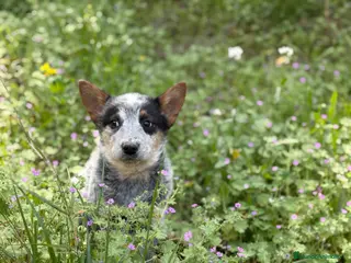Boyero de Australia perros 🐾🐾🐾 Australian Cattle Dog 🐾🐾🐾 - Anuncio 1
