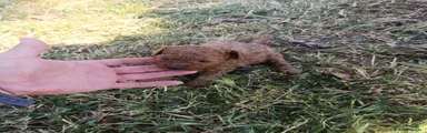 Caniche Toy Cachorro 1
