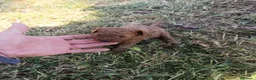 Caniche Toy perros en venta: Caniche toys machos - Anuncio 2