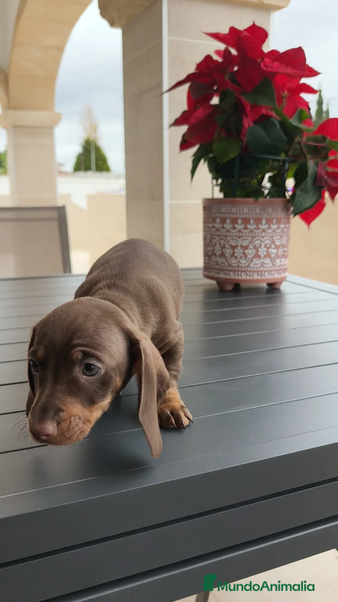 Teckel Miniatura perros en venta: Teckel mini ♀️♂️ - Anuncio 6