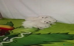 Pomerania perros en venta: OFERTA HEMBRITAS POMERANIAS desde 700 € - Imagen 3