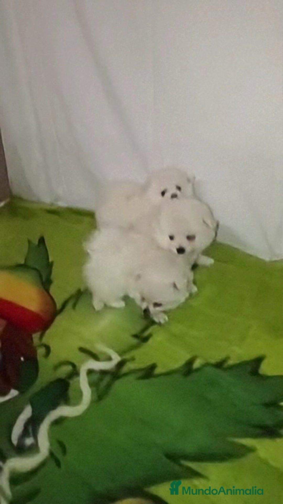 Pomerania perros en venta: OFERTA HEMBRITAS POMERANIAS desde 700 € - Imagen 3