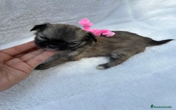 Chihuahua perros en venta: Chihuahuas Diminutos - Imagen 4