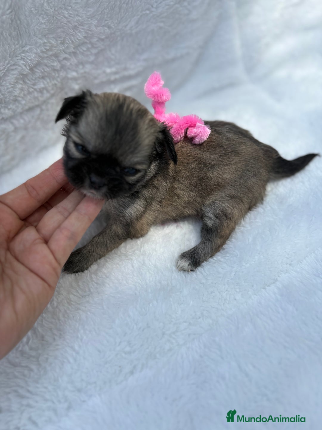 Chihuahua perros en venta: Chihuahuas Diminutos - Imagen 4