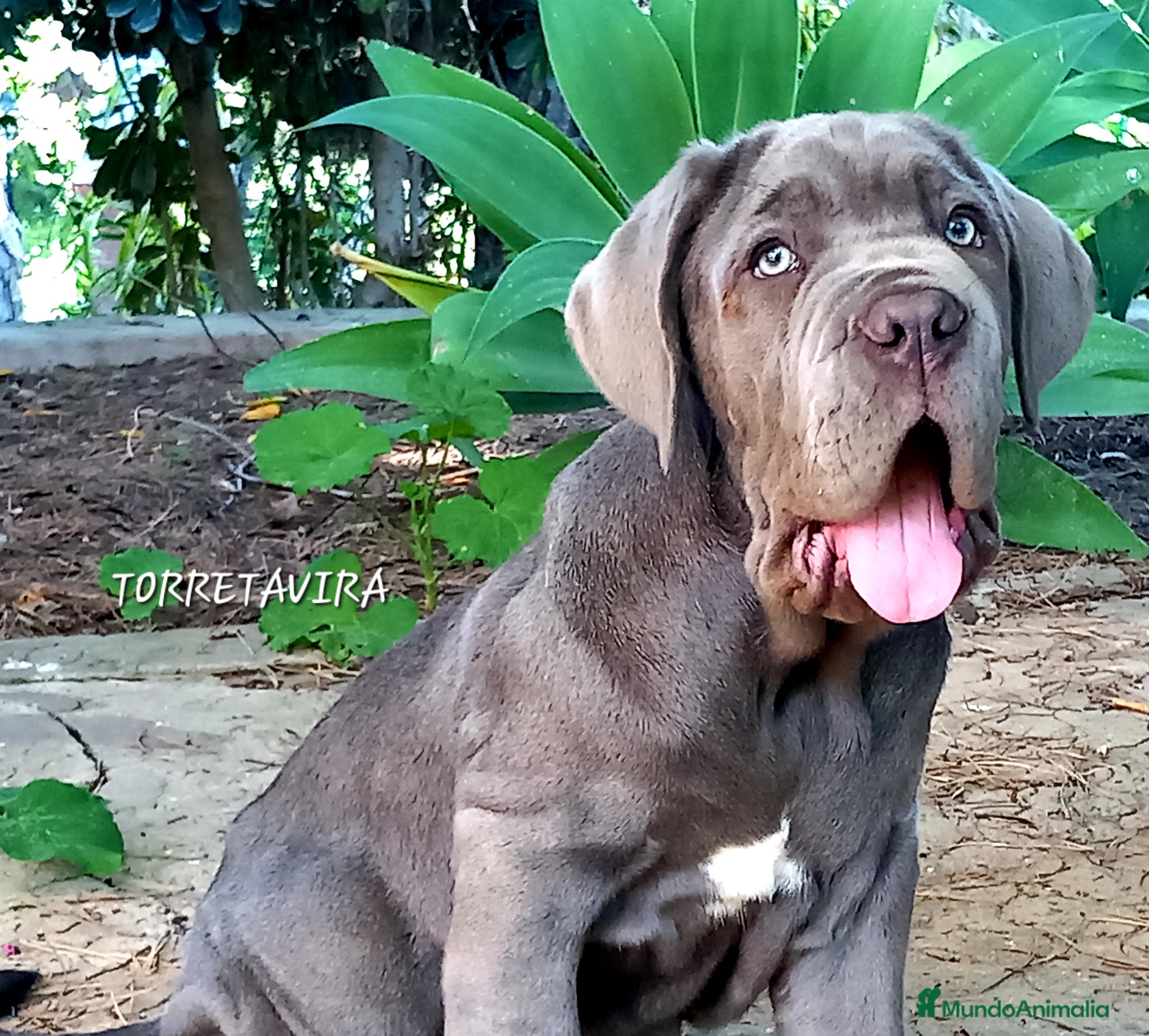 Cane Corso perros Mastin Napolitano - Anuncio 16