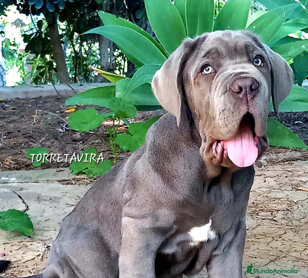 Cane Corso perros en venta: Mastin Napolitano - Anuncio 1