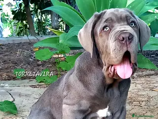 Cane Corso perros Mastin Napolitano - Anuncio 16