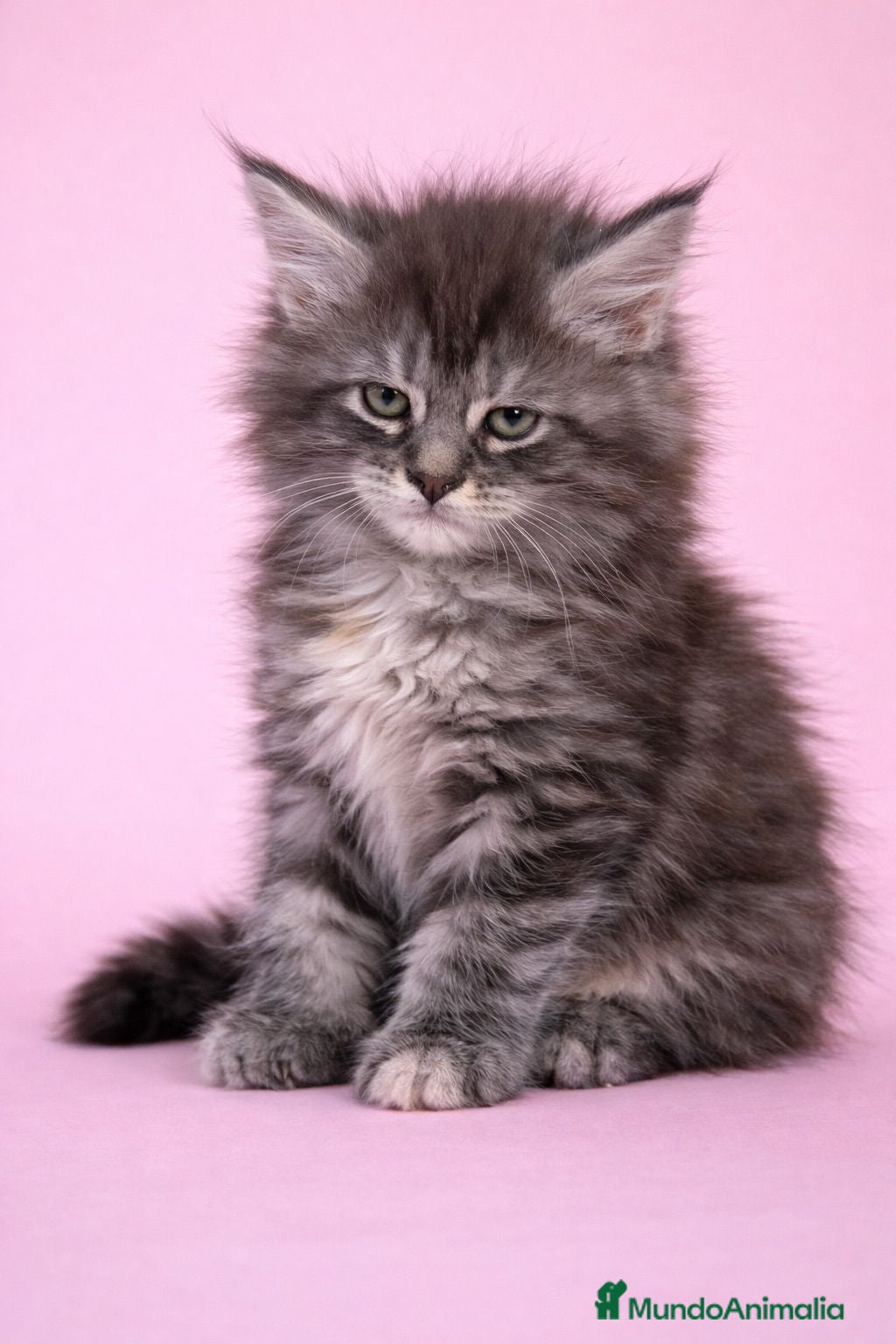 Maine Coon gatos Hembra de Maine Coon  - Anuncio 2