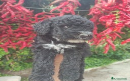Perro de Agua Español perros en venta: Cachorros perros de agua - Imagen 1