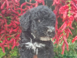 Perro de Agua Español perros - Anuncio 5