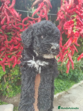 Perro de Agua Español perros - Anuncio 2
