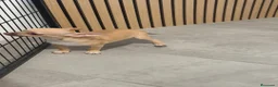 Chihuahua perros en venta: Chihuahua Macho 🦌 - Anuncio 3