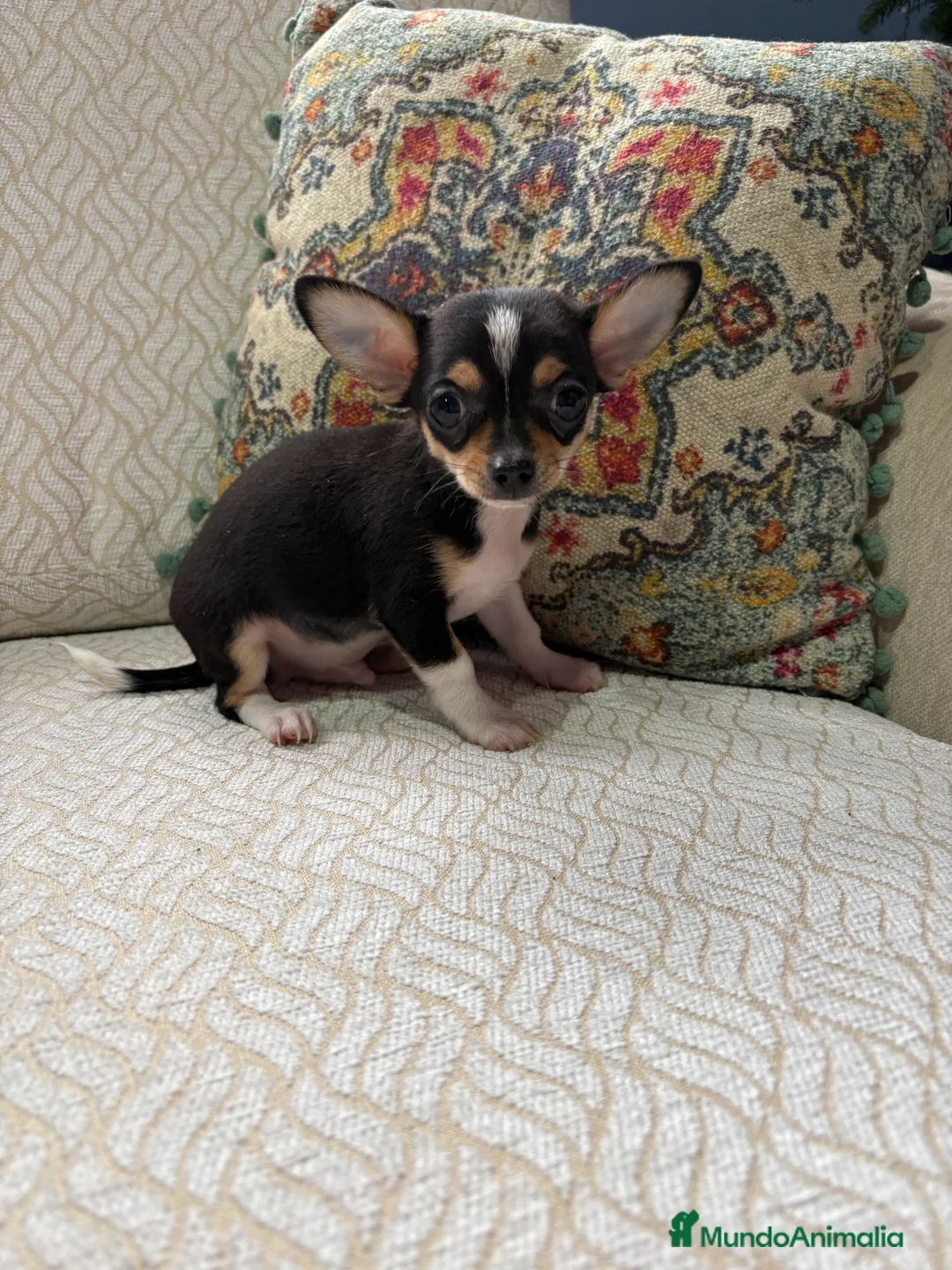 Chihuahua perros en venta: Macho chihuahua Toy tricolor  - Anuncio 12
