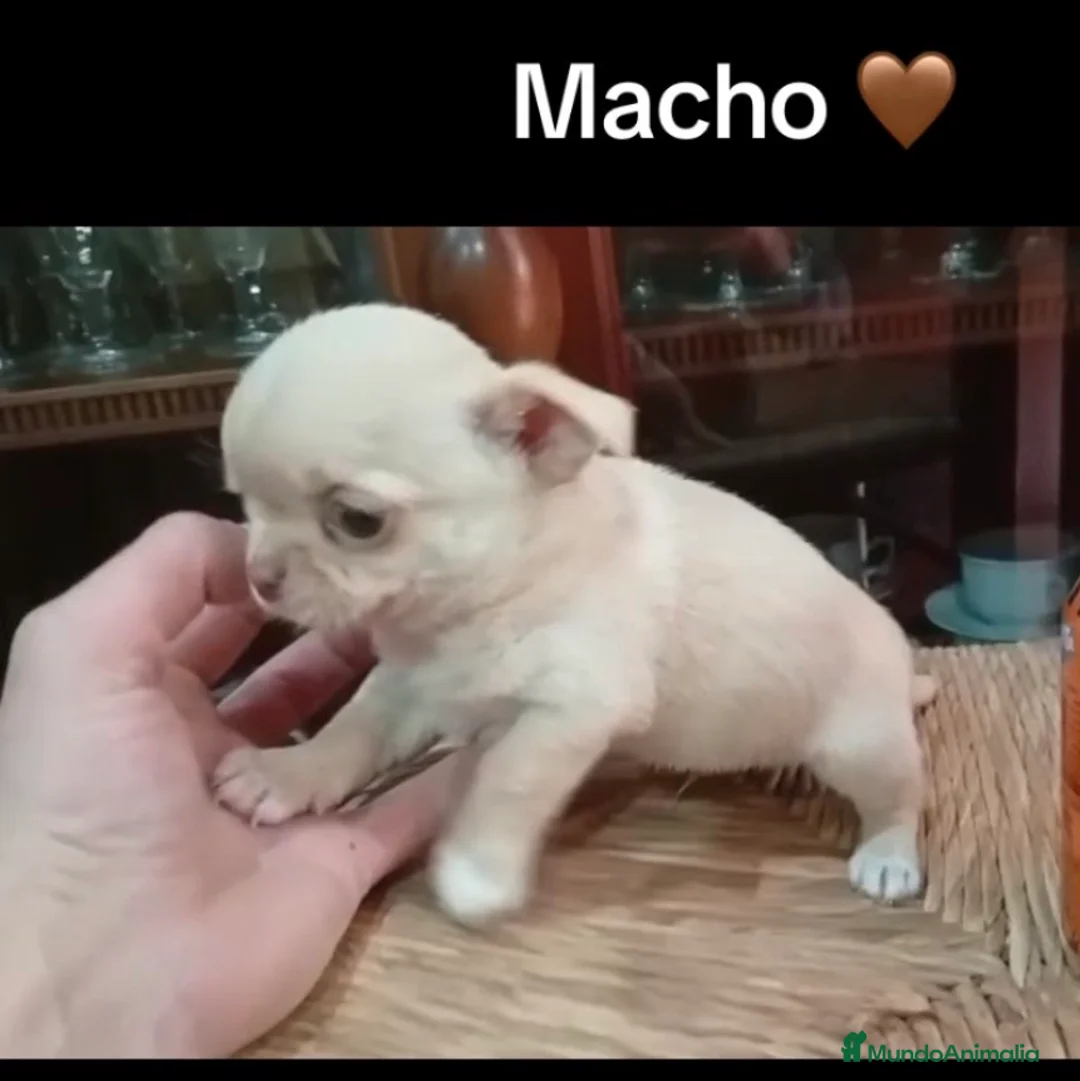 Chihuahua perros en venta: Macho chichuhua - Anuncio 1
