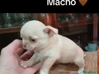 Chihuahua perros Macho chichuhua - Anuncio 4