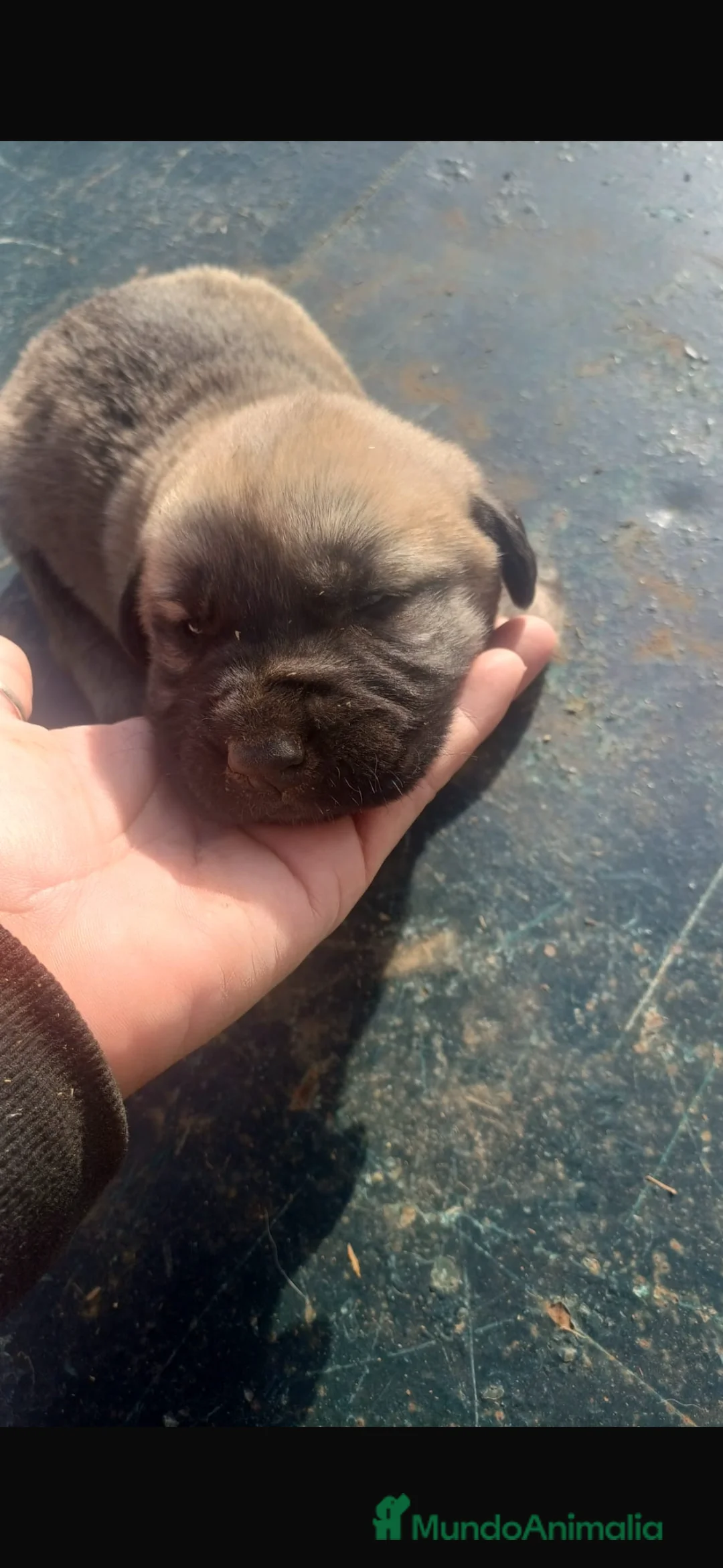 Mastín Español perros en venta: Camada preciosa de mastín español. - Anuncio 3