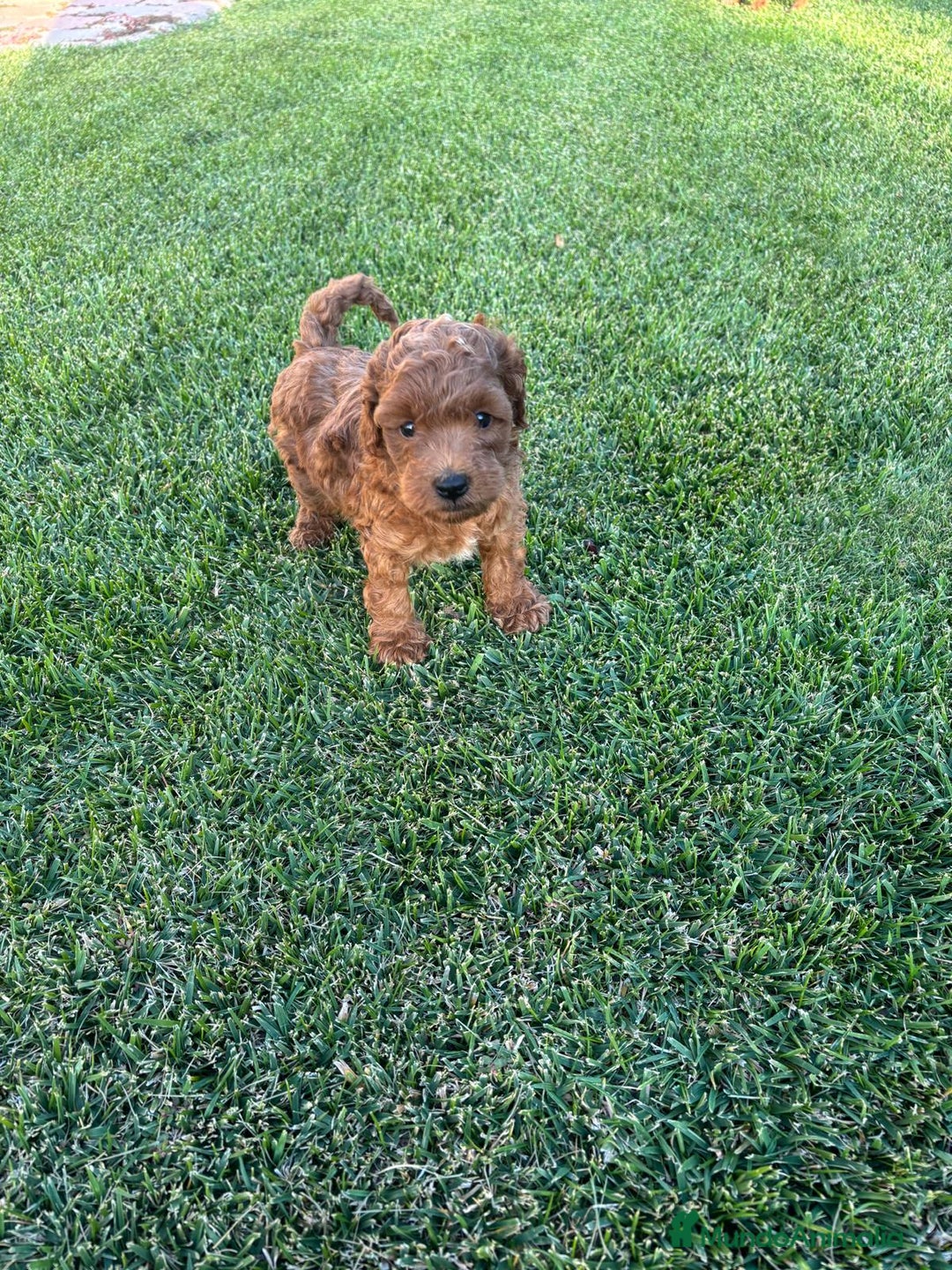Caniche Toy perros en venta: Caniche Toy Rojo ❤️ - Imagen 3