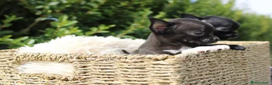 Chihuahua 1