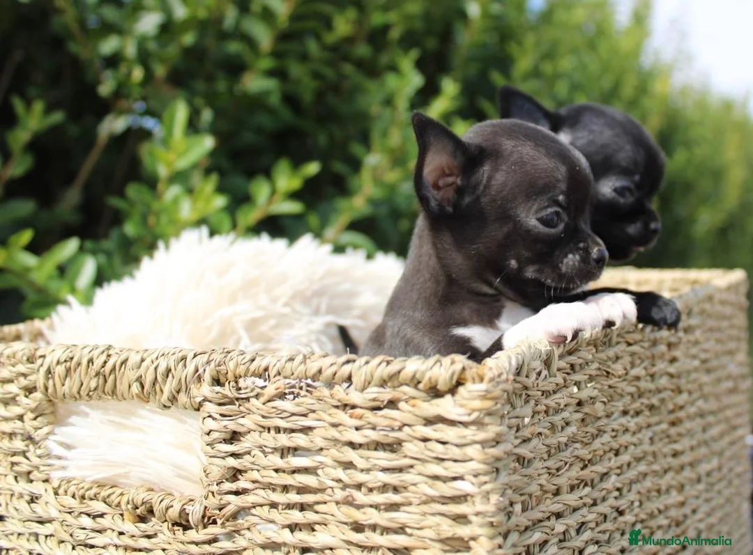 Chihuahua perros en venta: CACHORRITOS CHIHUAHUA EN BUSCA DE SU NUEVO HOGAR - Anuncio 3