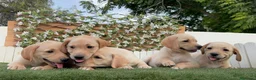 Labrador Retriever perros en venta: LABRADOR RETRIEVER - Anuncio 6