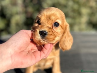 Cocker Spaniel Inglés perros - Anuncio 1