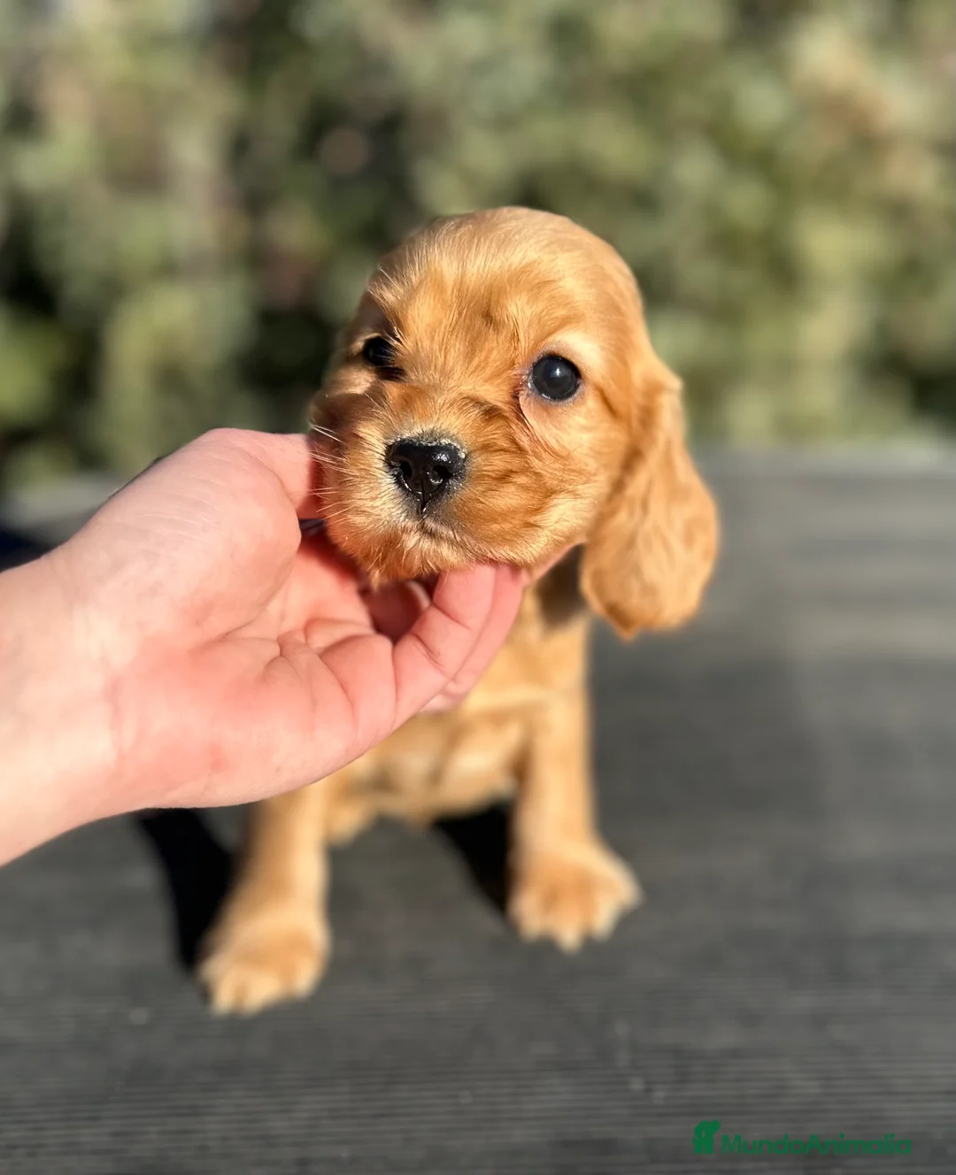 Cocker Spaniel Inglés perros en venta: COCKER SPANIEL  CAMADA PARA RESERVAR - Anuncio 1