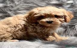 Maltipoo perros en venta: Maltipoo  - Imagen 3