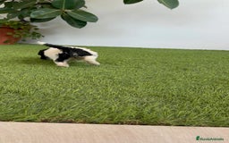 Perro de Agua Español perros en venta: PERRO DE AGUA ESPAÑOL HEMBRA - Imagen 10