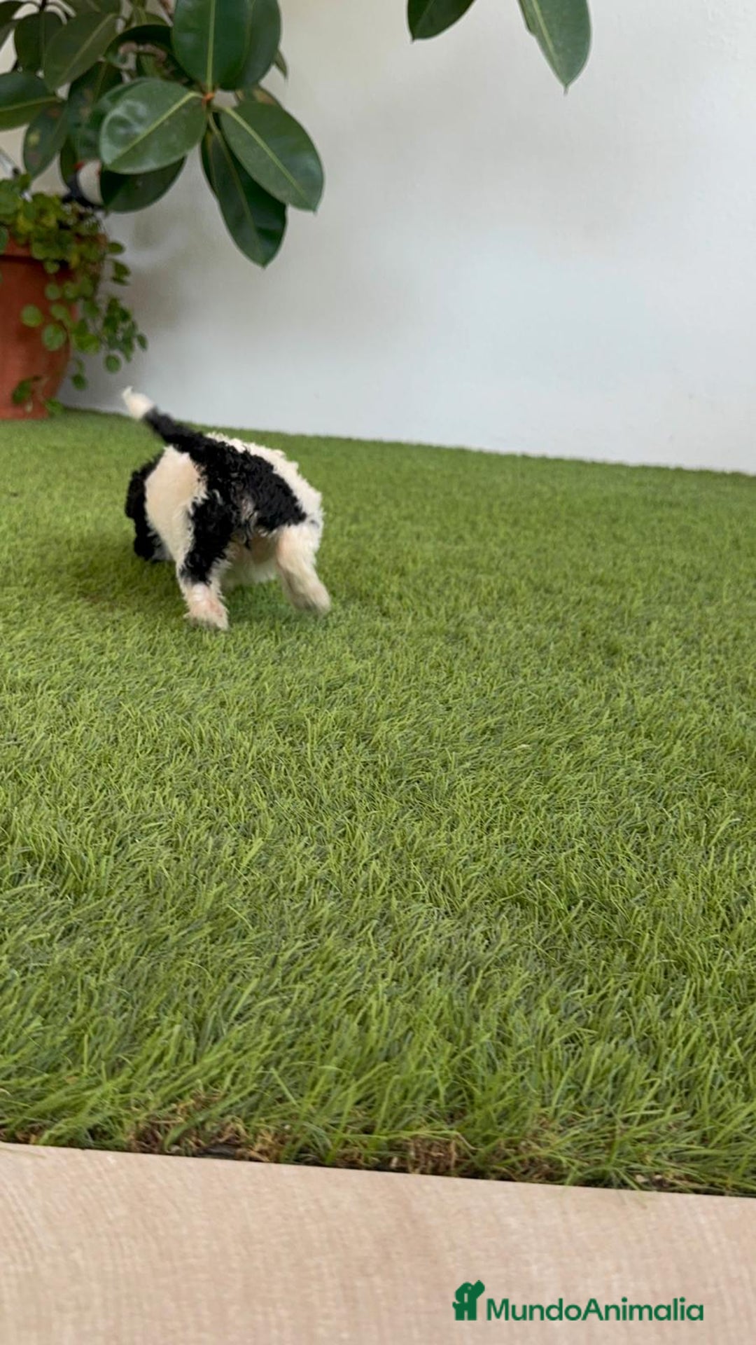 Perro de Agua Español perros en venta: PERRO DE AGUA ESPAÑOL HEMBRA - Imagen 10