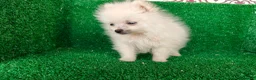 Pomerania perros en venta: Pomerania  - Anuncio 6