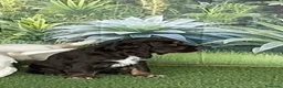 Cocker Spaniel Inglés perros en venta: Cocker Spaniel inglés en Caraby  - Anuncio 4