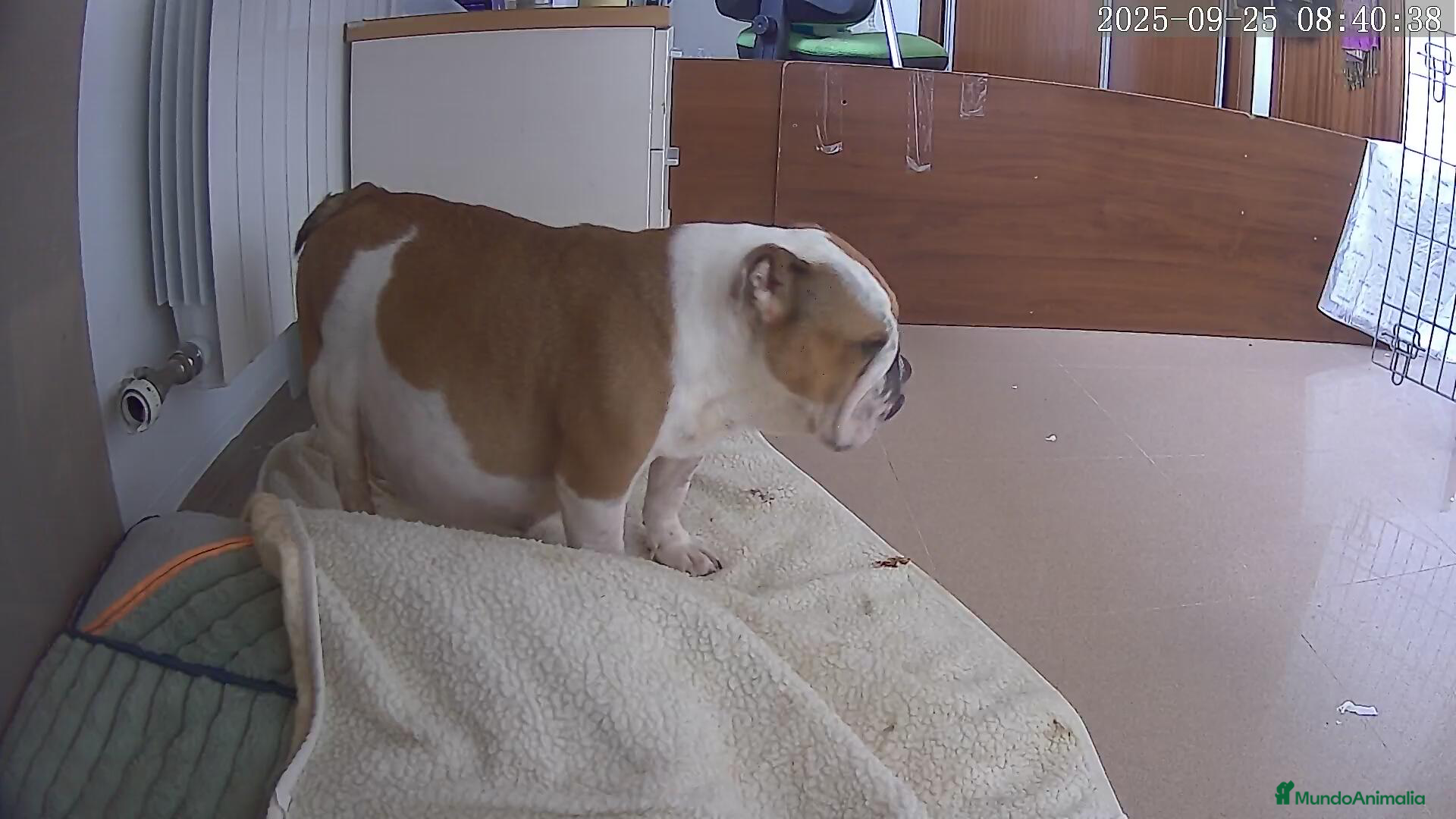 Bulldog Inglés perros Bulldog ingles de calidad MACHO  - Anuncio 1