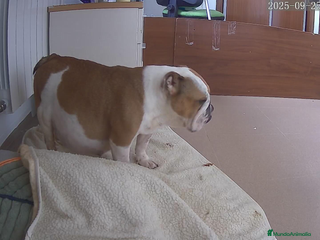 Bulldog Inglés perros Bulldog ingles de calidad MACHO - Anuncio 1