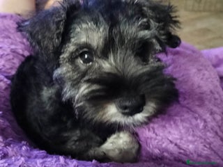 Schnauzer Miniatura perros - Anuncio 4