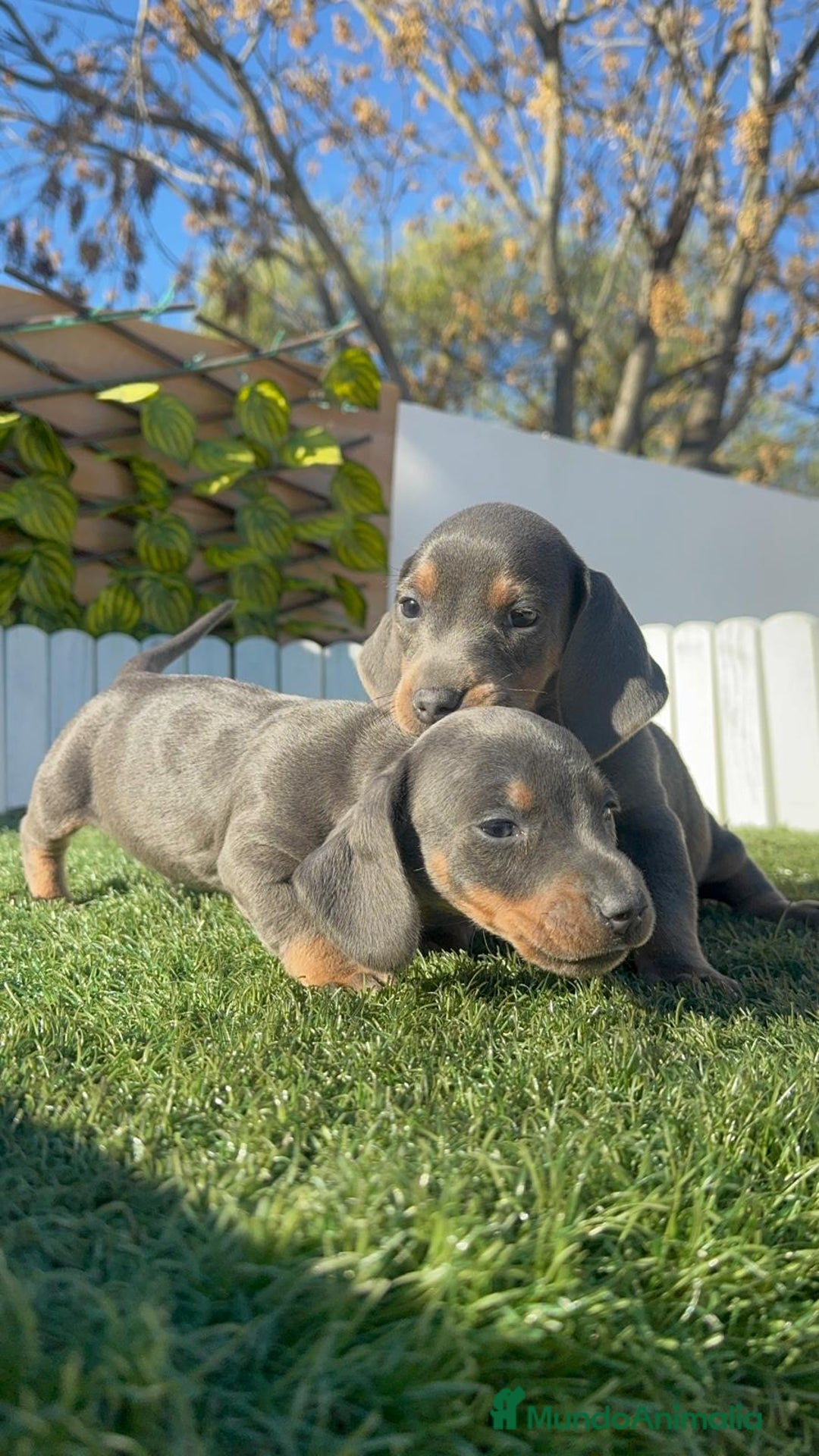 Teckel Miniatura perros en venta: TECKEL MINIATURA - Anuncio 20