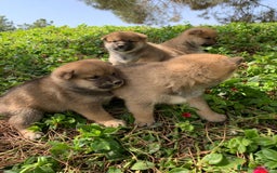 Shiba Inu perros en venta: SHIBA INU - Imagen 8