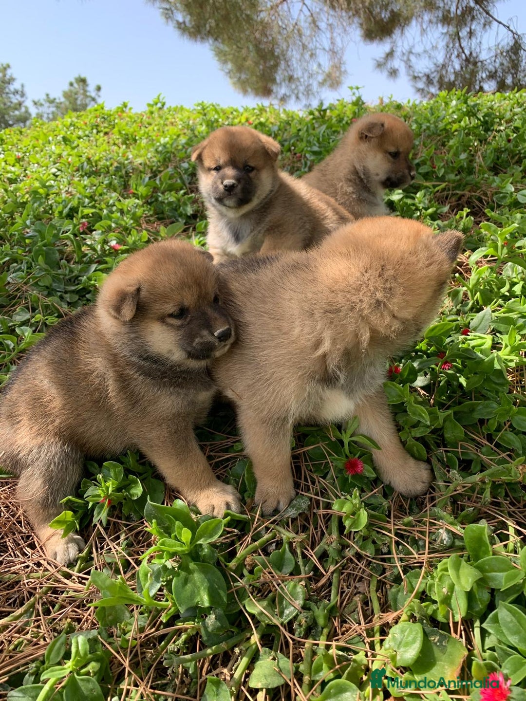 Shiba Inu perros en venta: SHIBA INU - Imagen 8