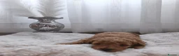 Caniche Toy perros en venta: Excelentes cachorros de caniches  en Zaragoza - Anuncio 4