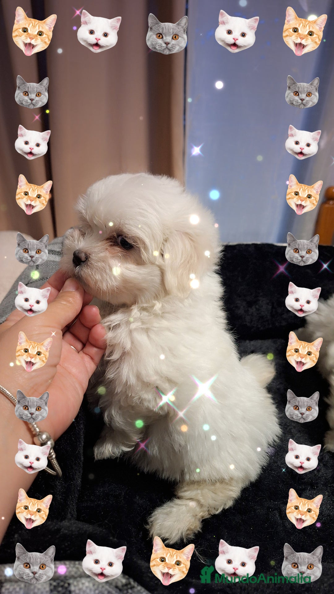 Bichón Maltés perros en venta: Bichón maltés  - Anuncio 6