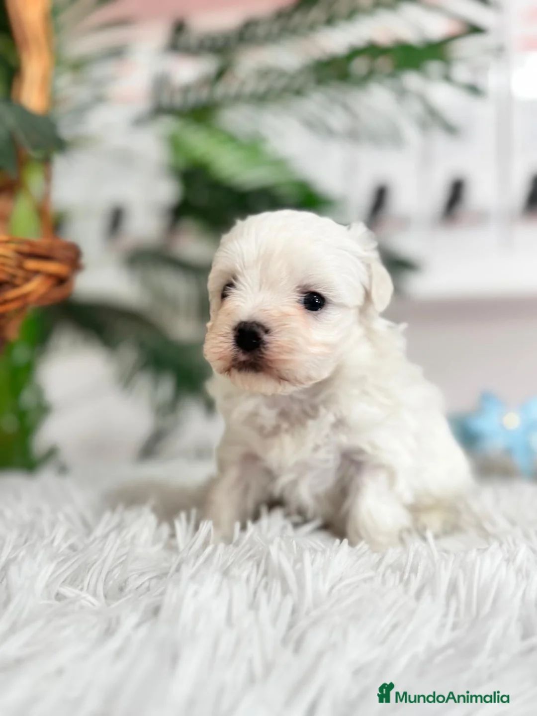 Bichón Maltés perros en venta: BICHON MALTES MACHO - Anuncio 6
