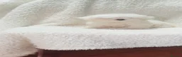 Bichón Maltés perros en venta: ‼️‼️PRECIOSA CAMADA DE BICHÓN MALTES COREANO TOY  - Anuncio 3
