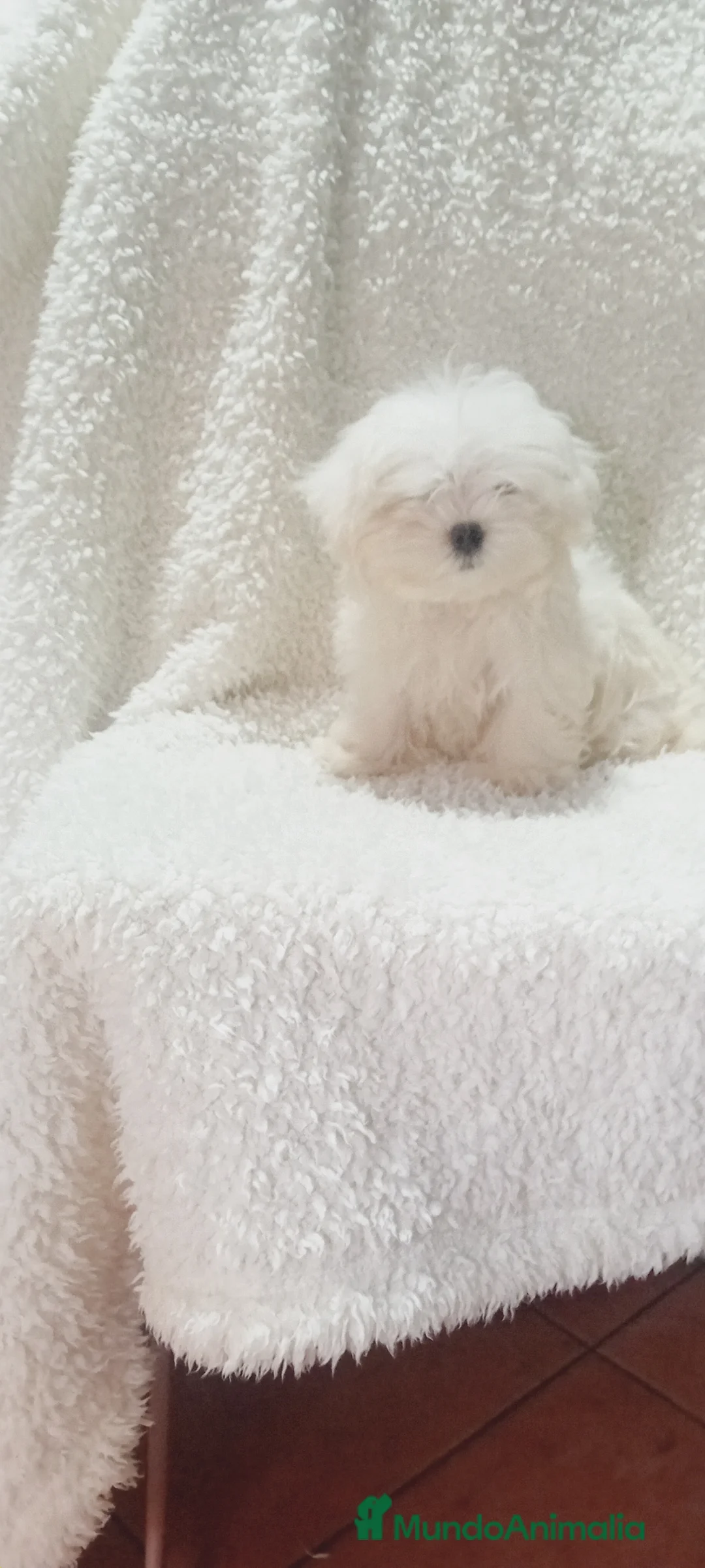 Bichón Maltés perros en venta: ‼️‼️PRECIOSA CAMADA DE BICHÓN MALTES COREANO TOY  - Anuncio 3