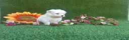 Bichón Maltés perros en venta:  BICHON MALTES  LINEA TOY   MUY CHATO - Anuncio 14