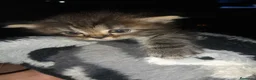 Persa gatos en venta: Persa en La Coruña - Anuncio 3