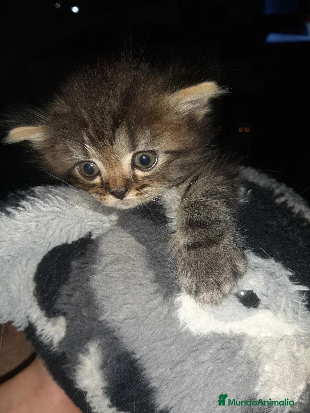 Persa gatos en venta: Persa en La Coruña - Anuncio 3