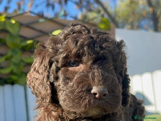 Perro de Agua Español perros PERRO DE AGUA ESPAÑOL MACHO - Anuncio 5