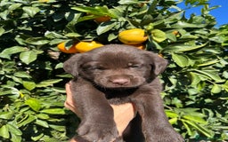Labrador Retriever perros en venta: Cachorros labrador chocolate  - Imagen 2